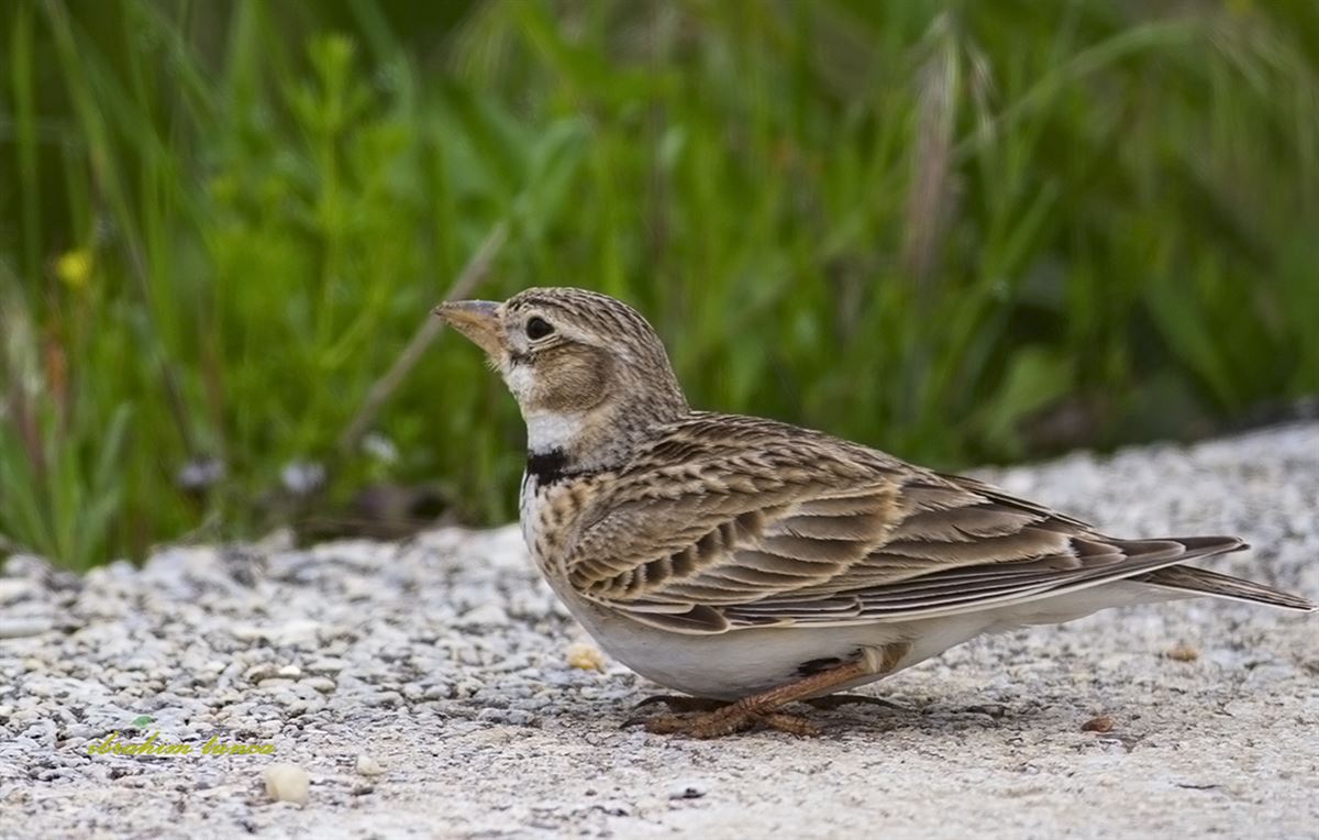 Calandra Lark
