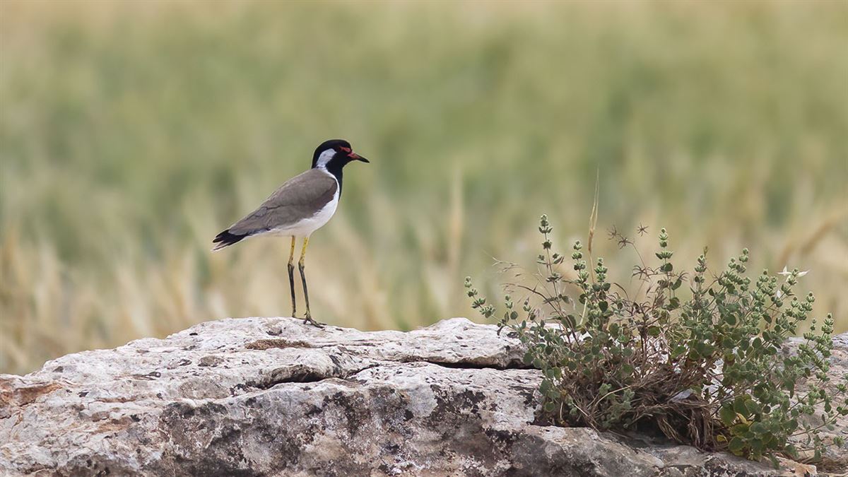 Red-wattled Lapwing