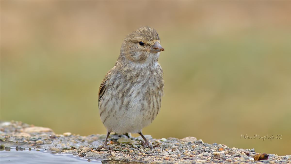 Common Linnet