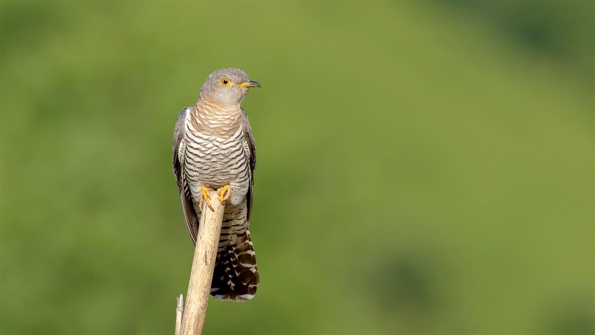 Common Cuckoo