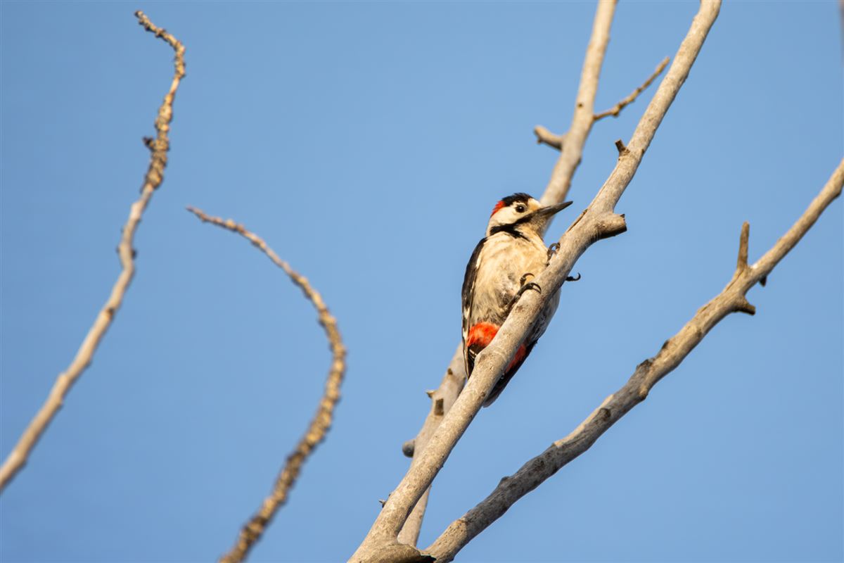 Syrian Woodpecker
