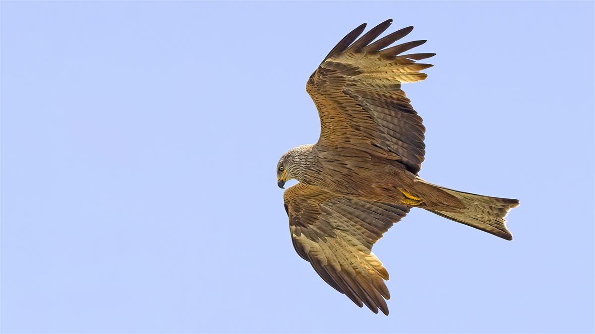 Black Kite