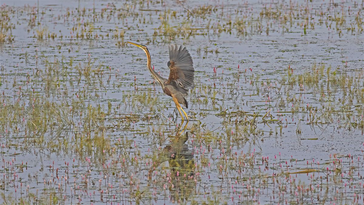 Purple Heron