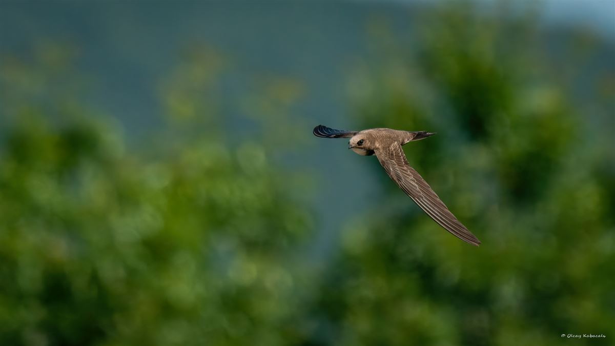 Alpine Swift