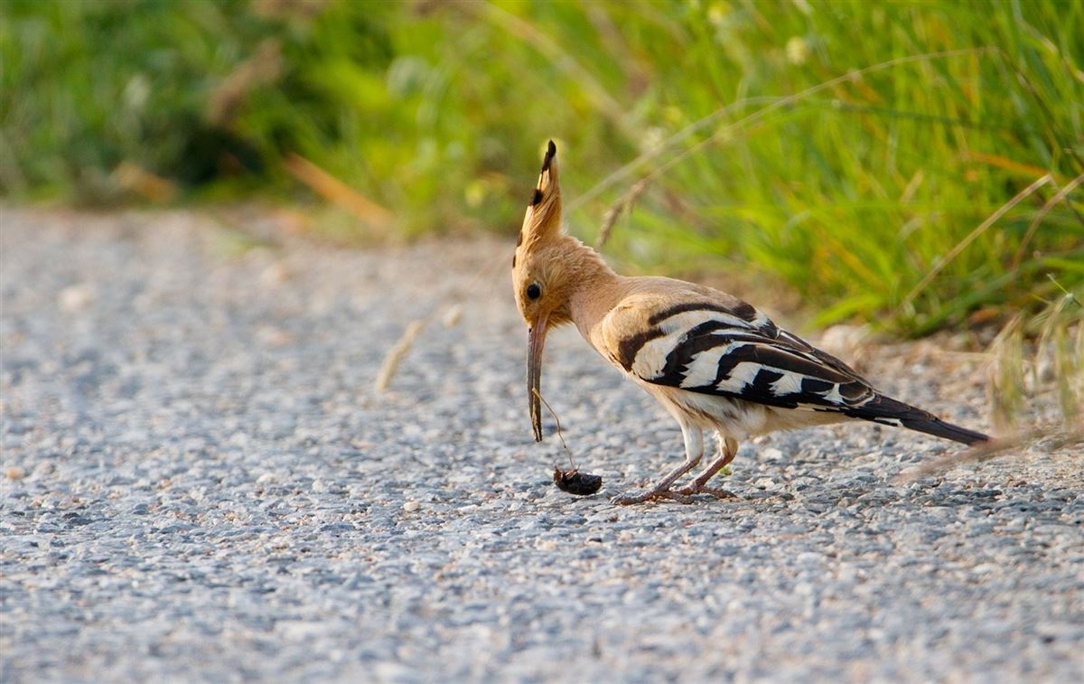 Common Hoopoe