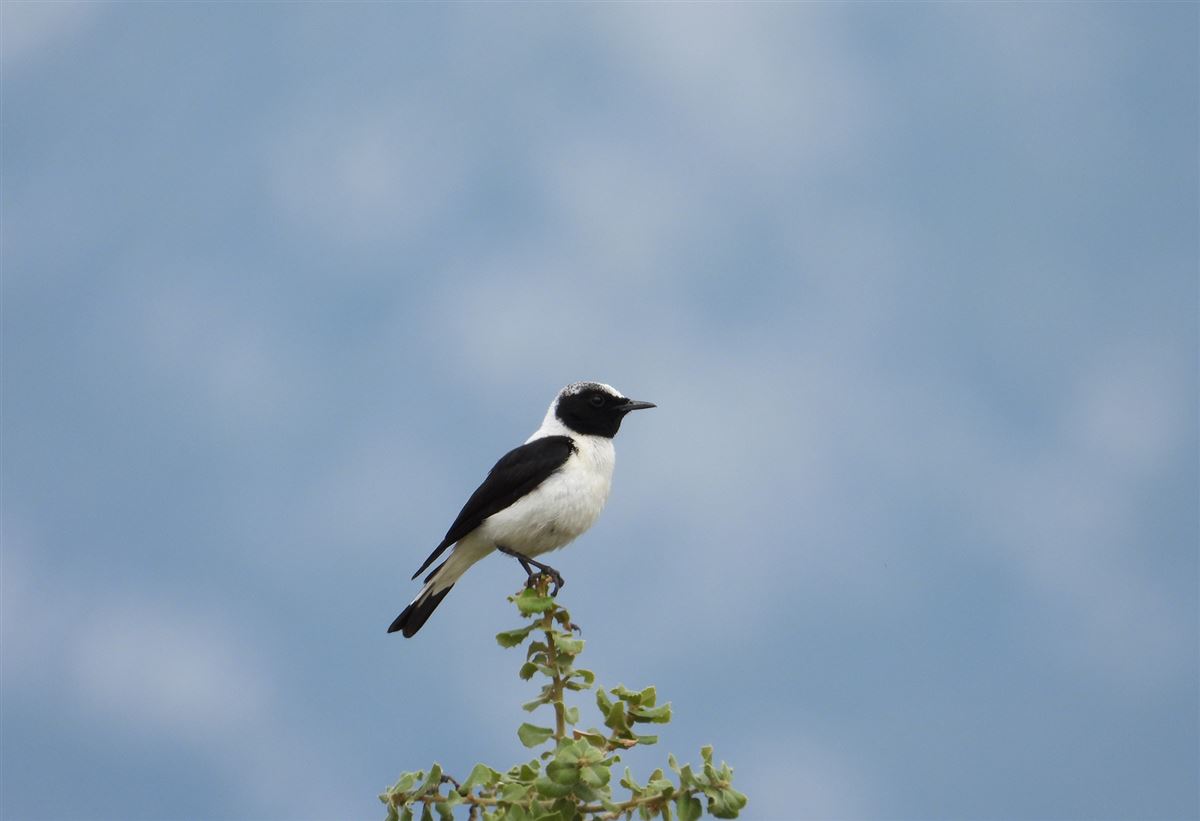 Black-eared Wheatear