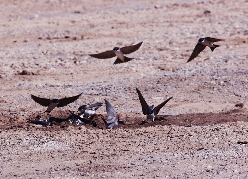 Western House Martin