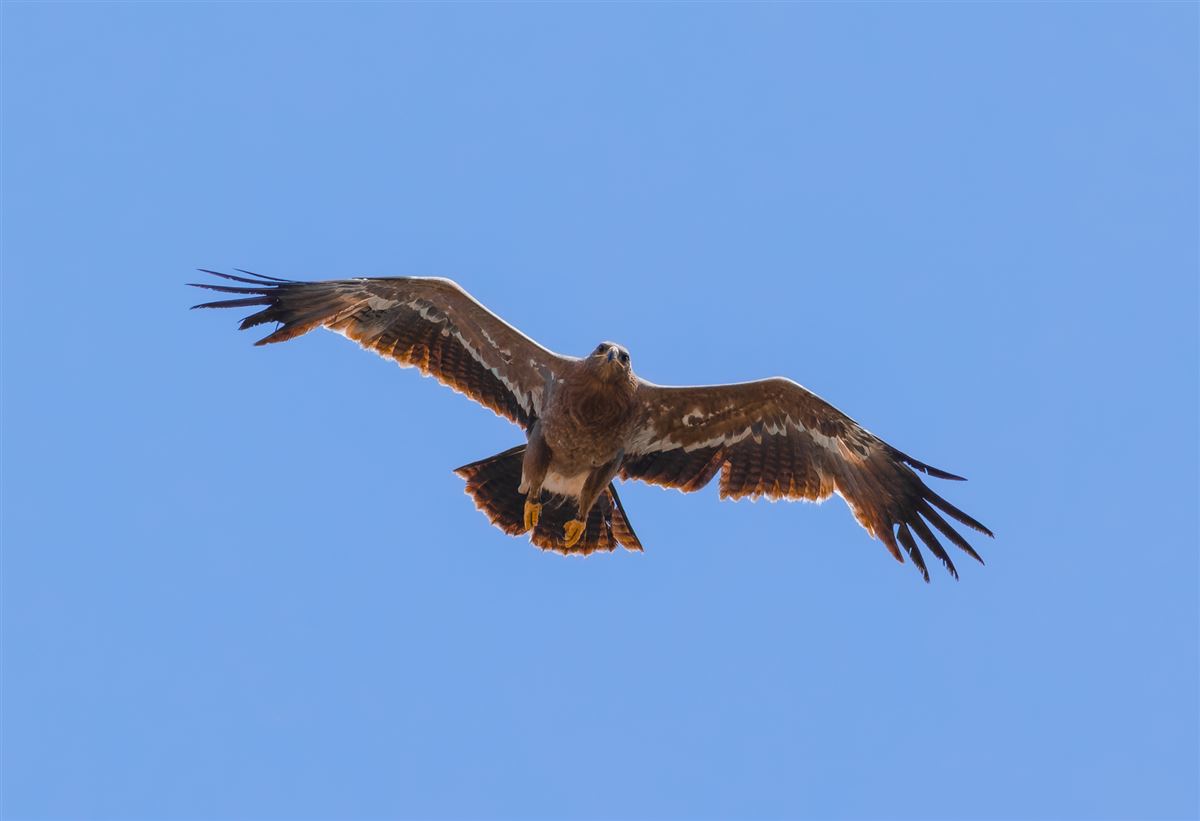 Steppe Eagle