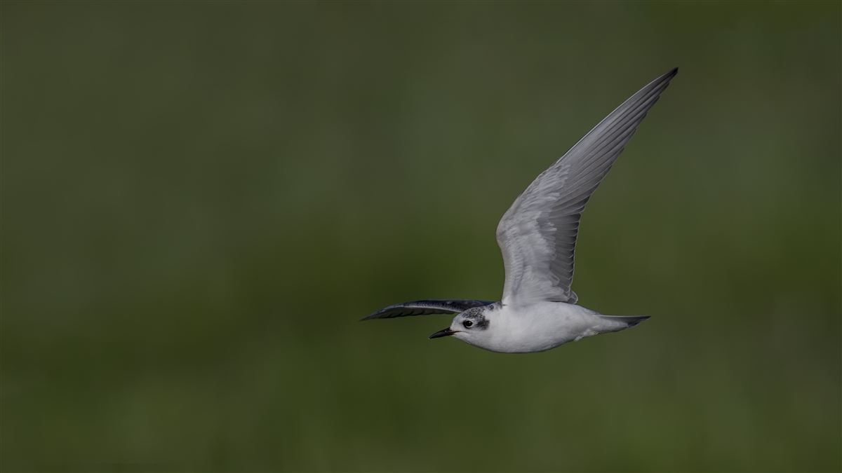 White-winged Tern