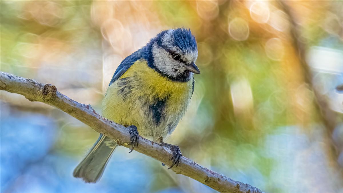 Eurasian Blue Tit