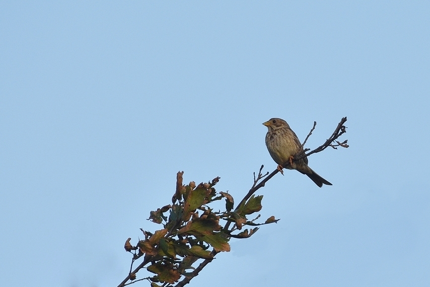 Corn Bunting