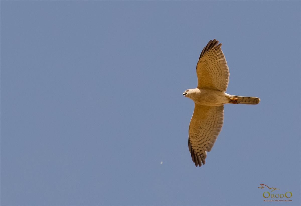 Shikra