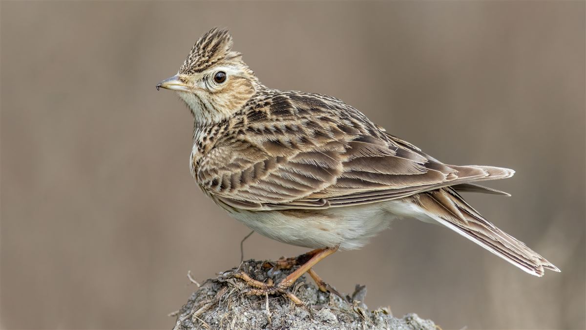 Eurasian Skylark