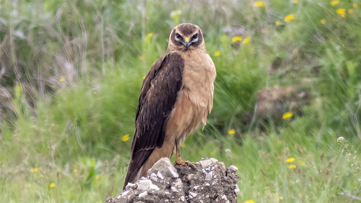 Pallid Harrier