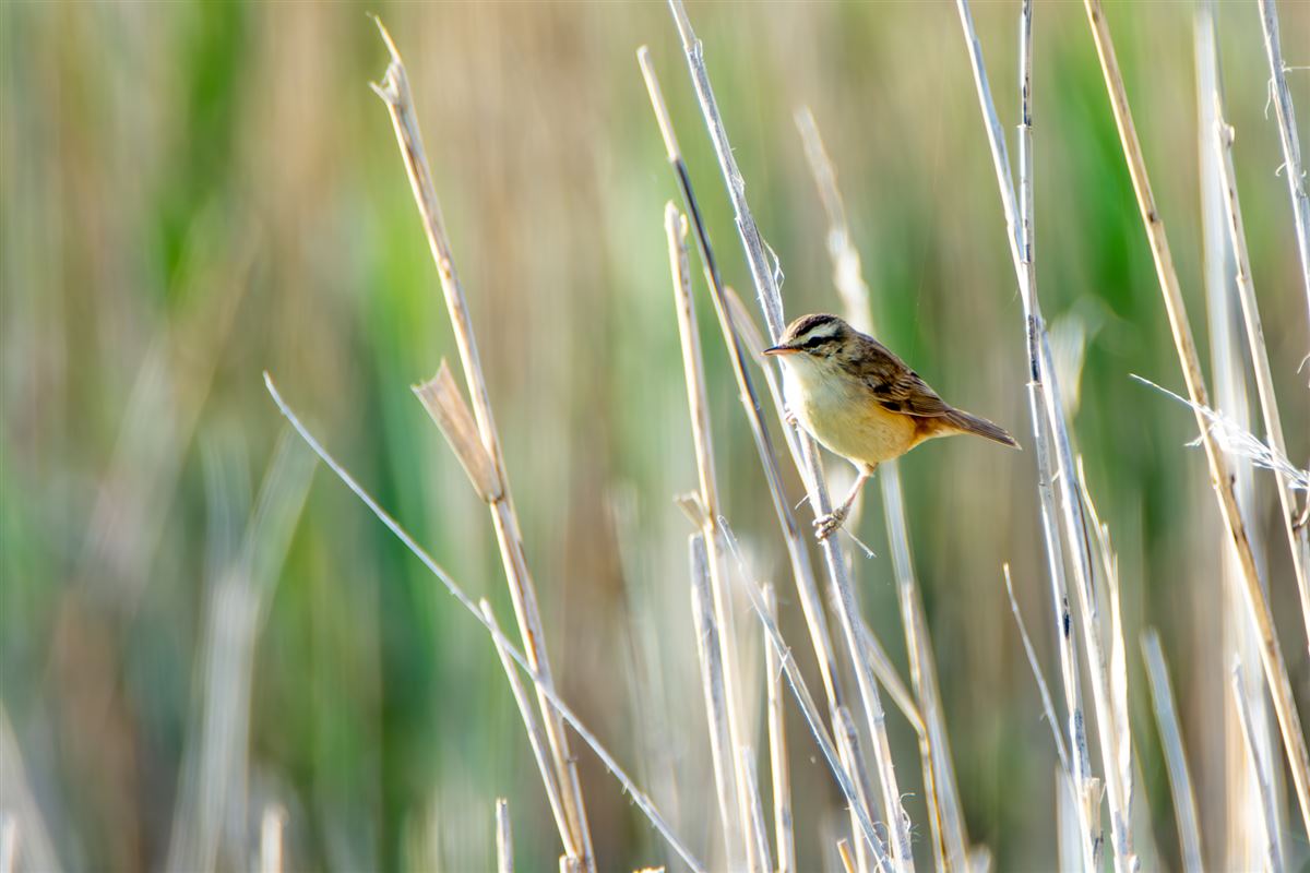 Sedge Warbler