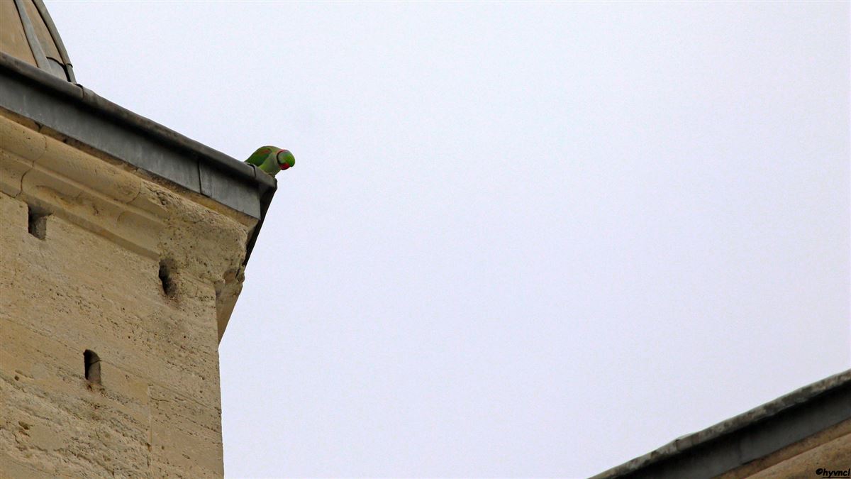 Alexandrine Parakeet