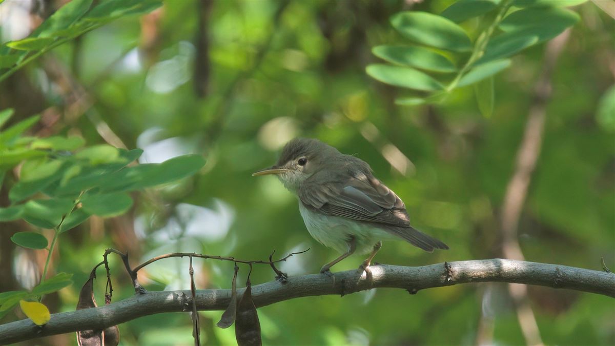 Eastern Olivaceous Warbler