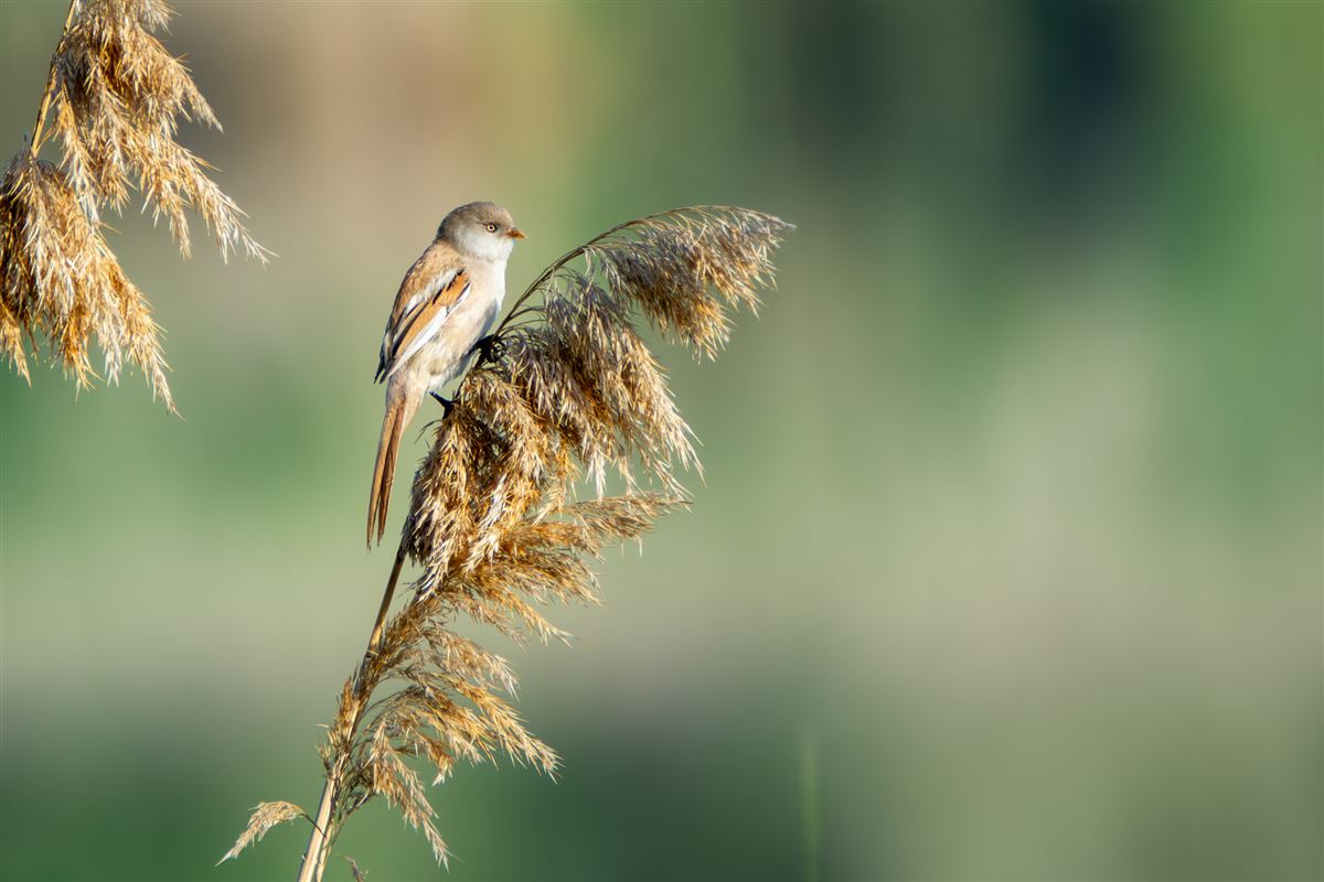 Bearded Reedling