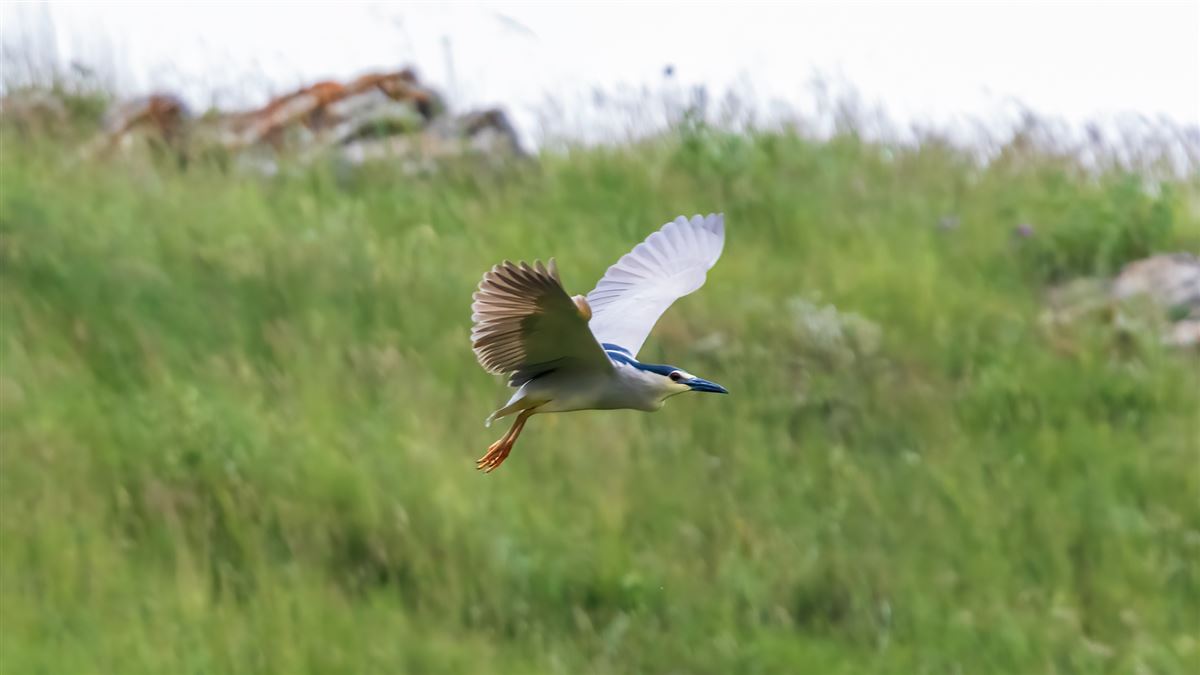 Black-crowned Night Heron
