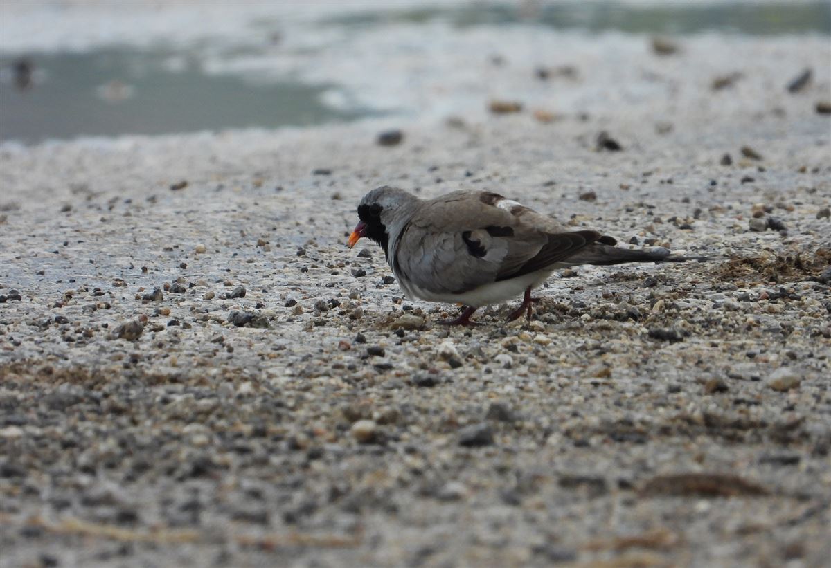 Namaqua Dove