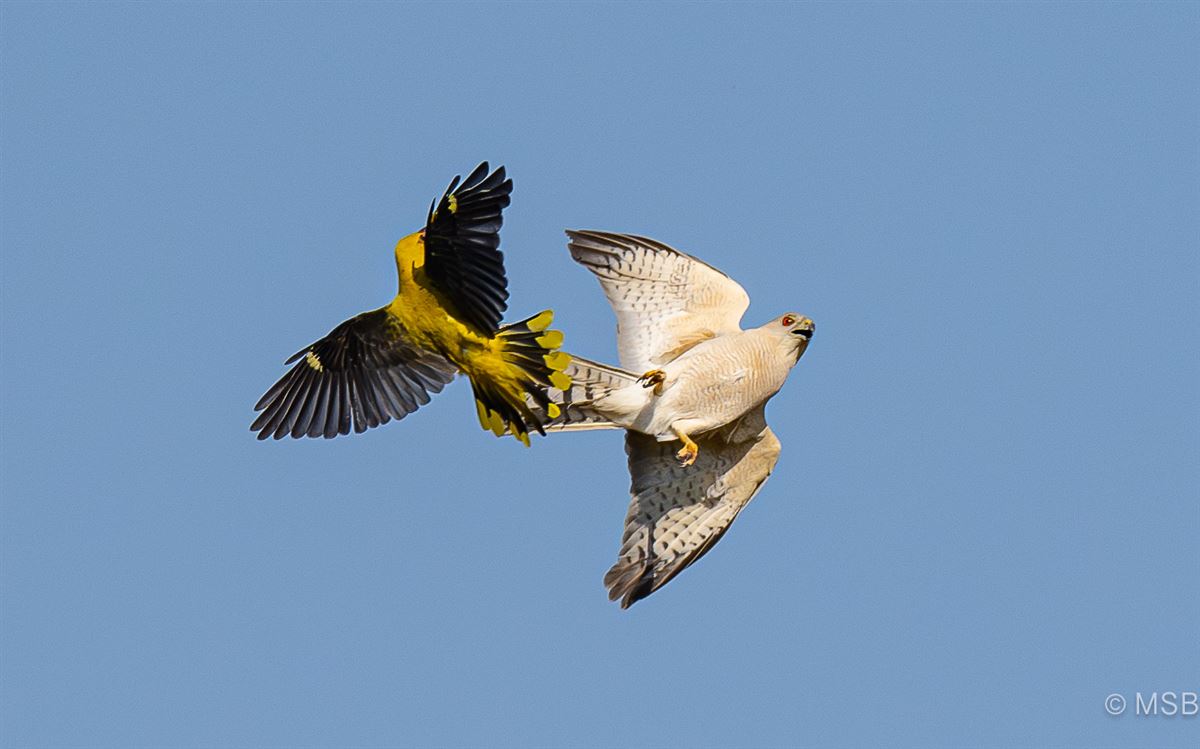 Shikra
