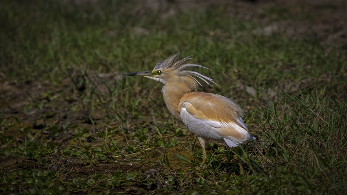Squacco Heron