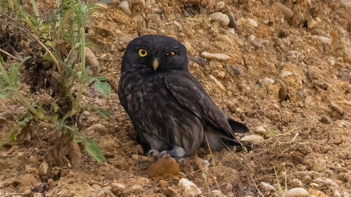 Little Owl