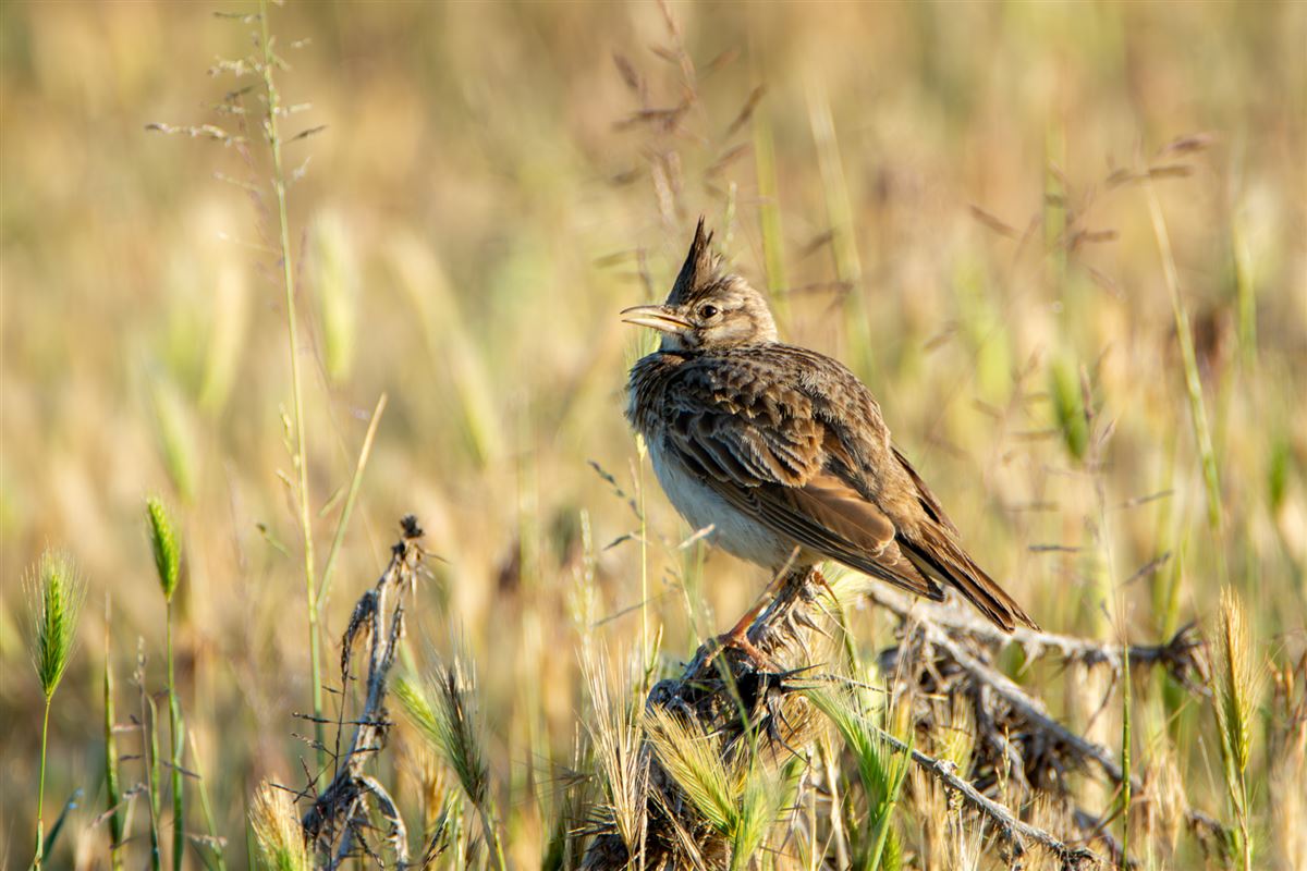 Crested Lark