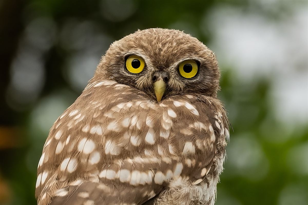 Little Owl