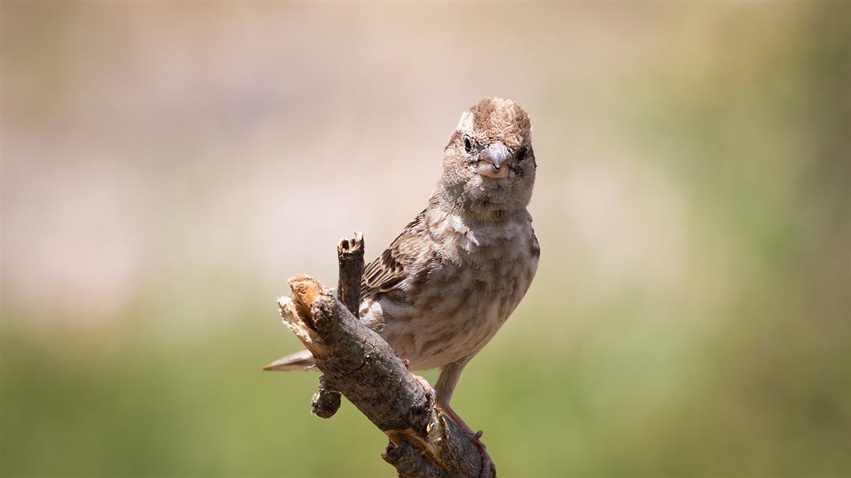 Rock Sparrow