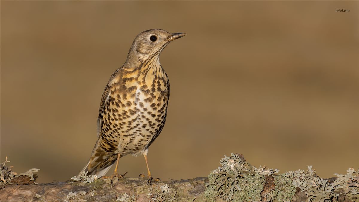 Mistle Thrush