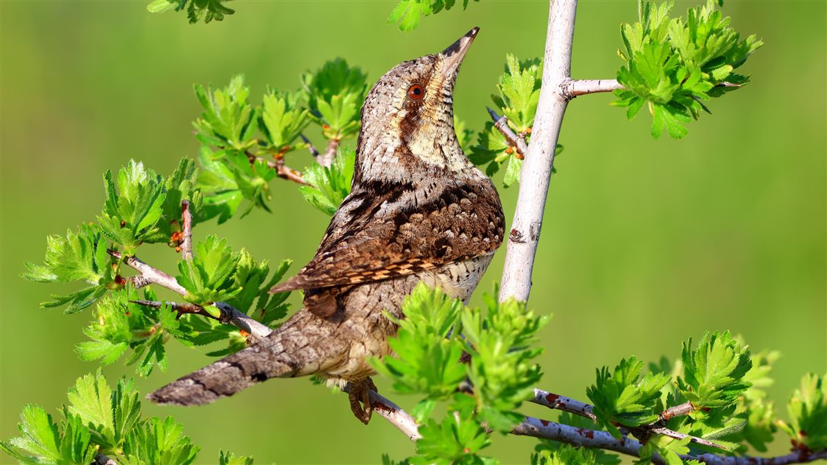 Eurasian Wryneck