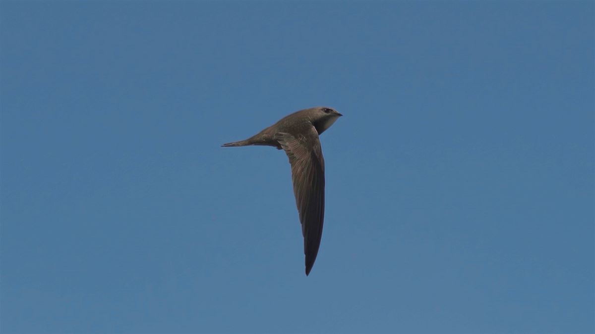 Pallid Swift