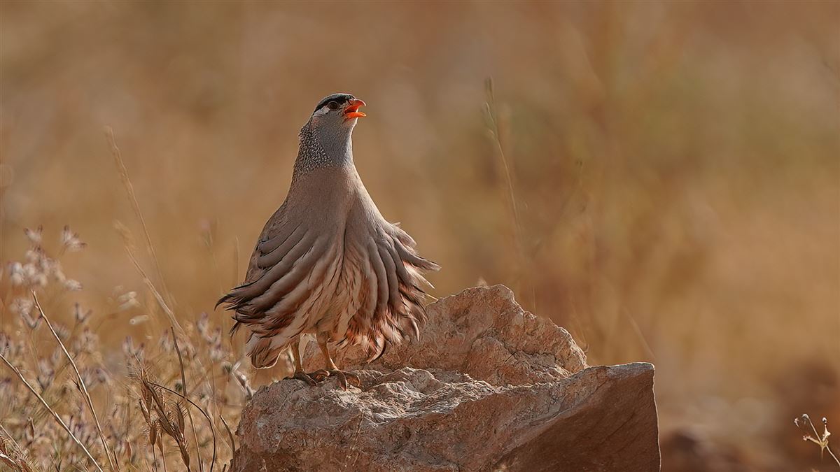 See-see Partridge
