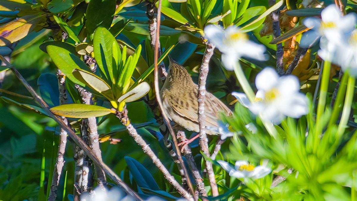 Common Grasshopper Warbler
