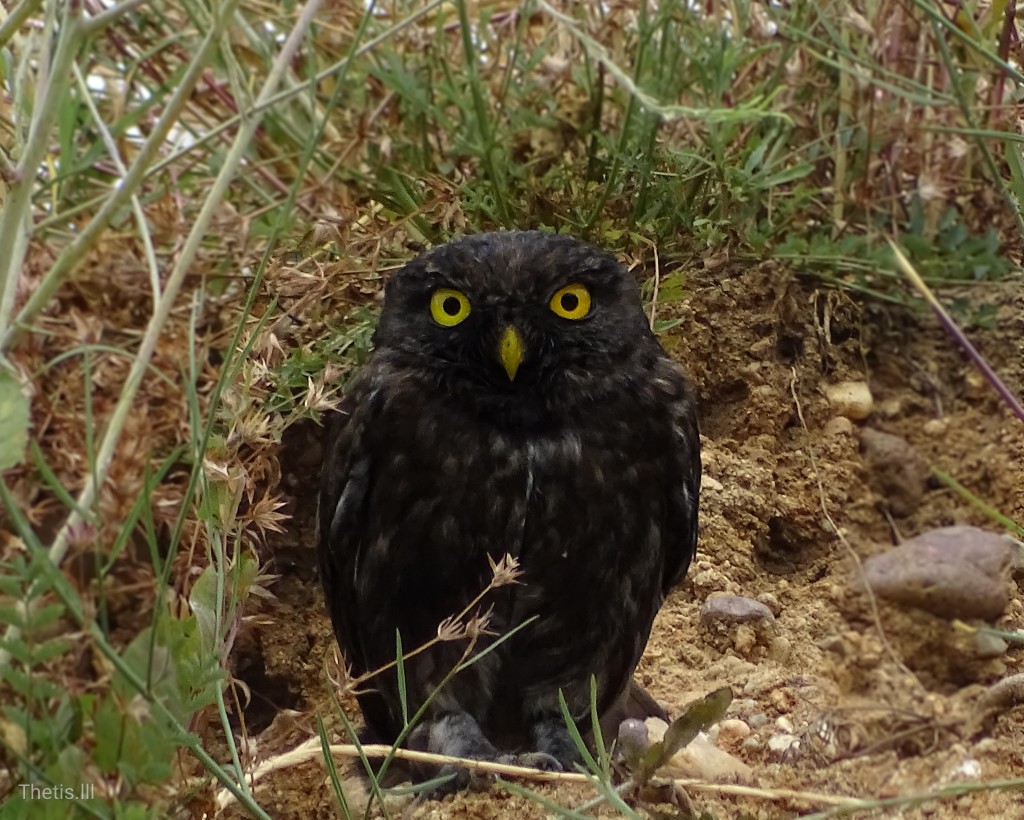 Little Owl