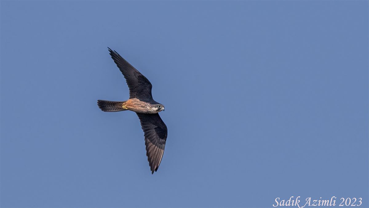 Eleonora`s Falcon