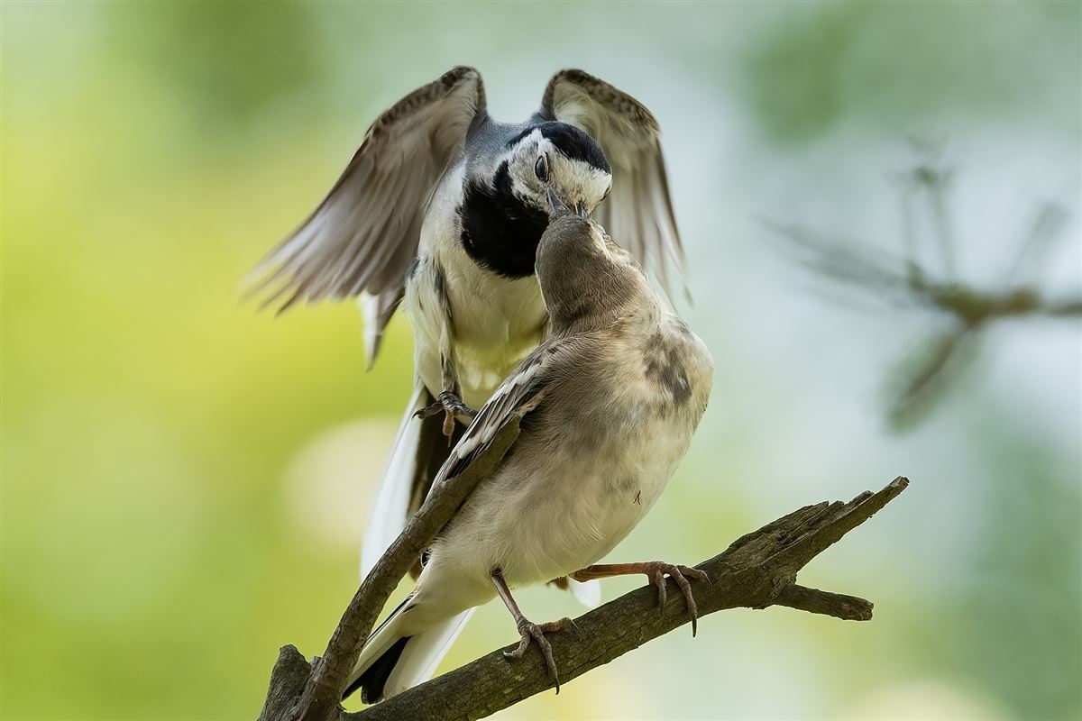 White Wagtail
