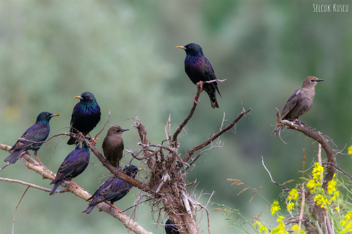 Common Starling