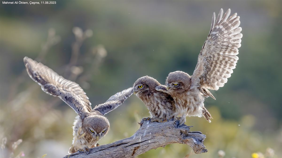 Little Owl