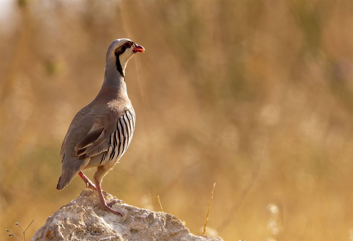 Chukar Partridge
