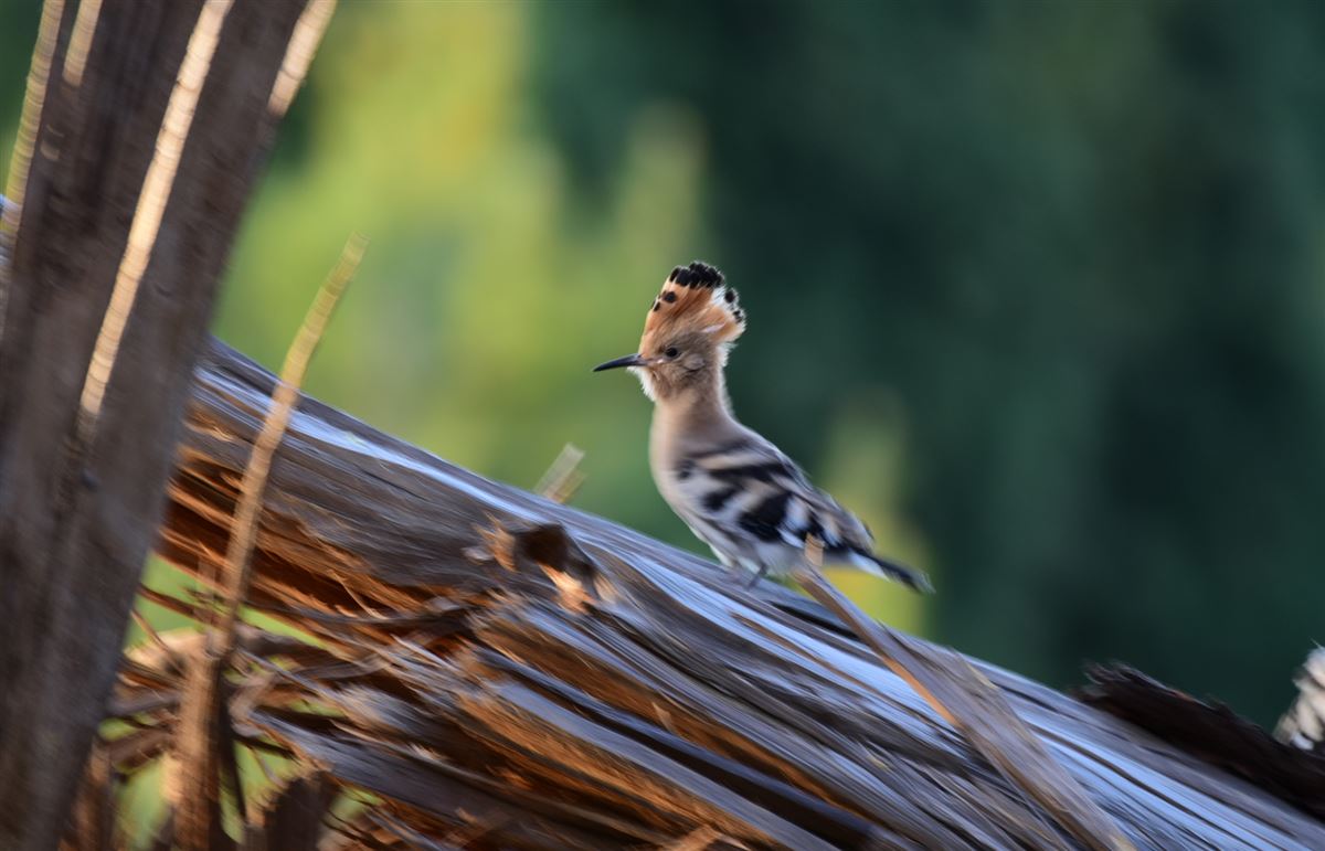 Common Hoopoe