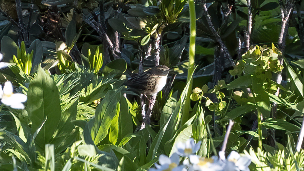 Common Grasshopper Warbler