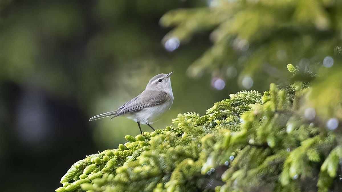 Mountain Chiffchaff
