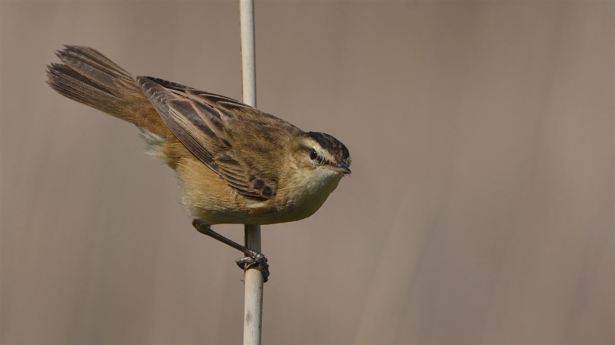 Sedge Warbler