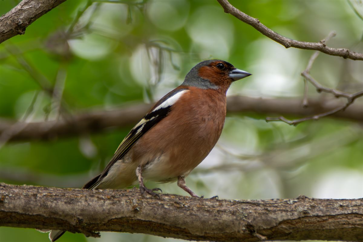 Eurasian Chaffinch