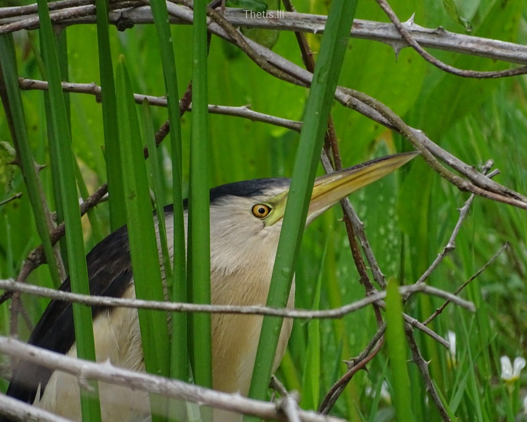 Little Bittern
