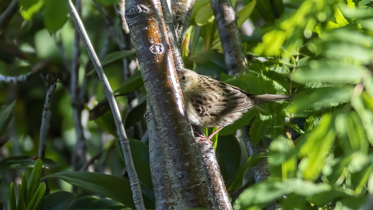 Common Grasshopper Warbler