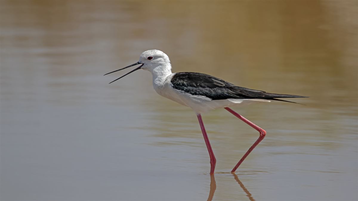 Black-winged Stilt