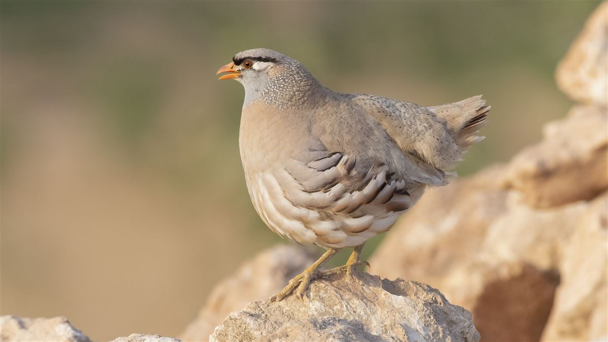 See-see Partridge